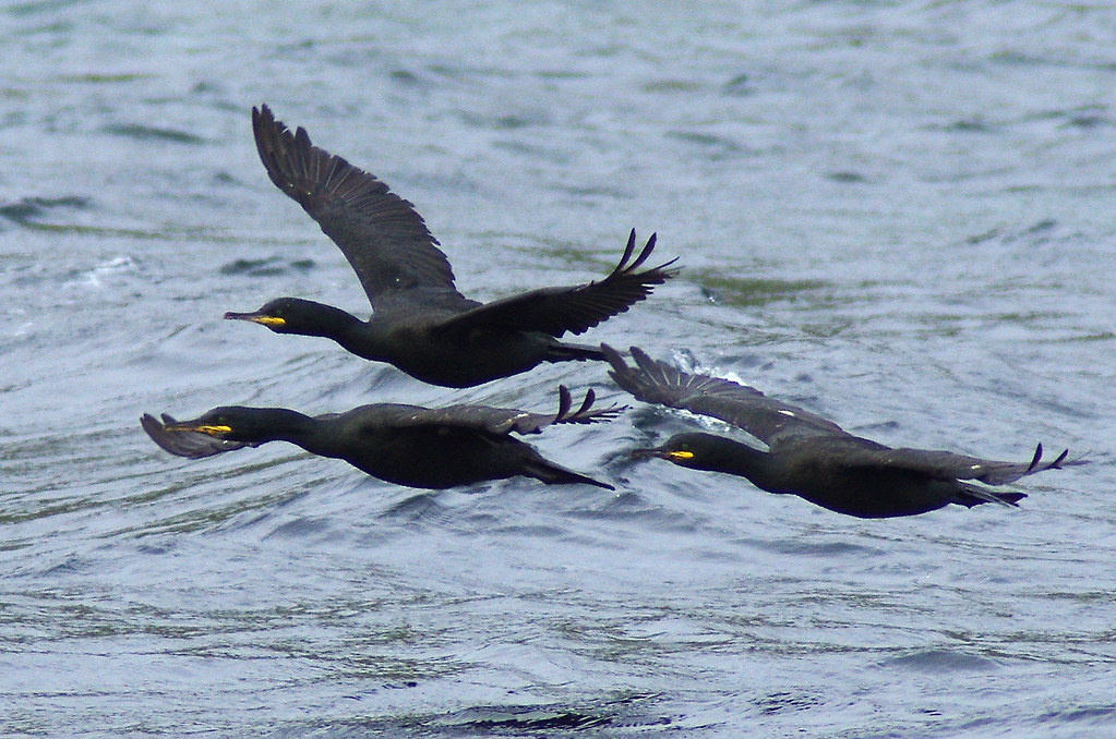 Lombardia: mille cormorani da abbattere