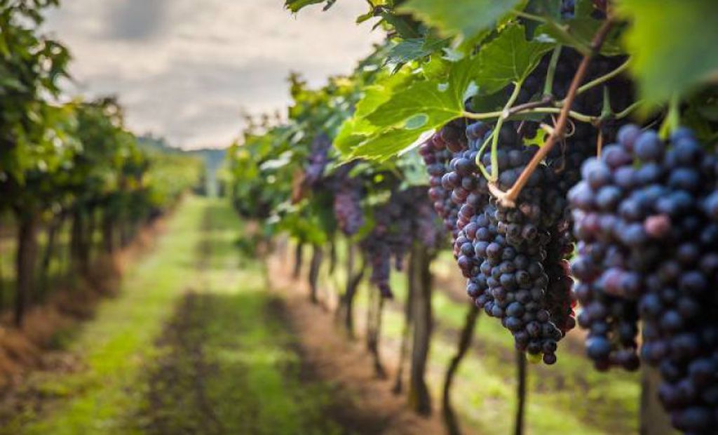 Vino e uva, aziende, frodi su doc